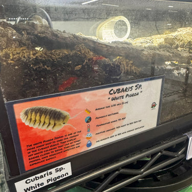 Cubaris Sp. White Pigeon Isopod Bin Label